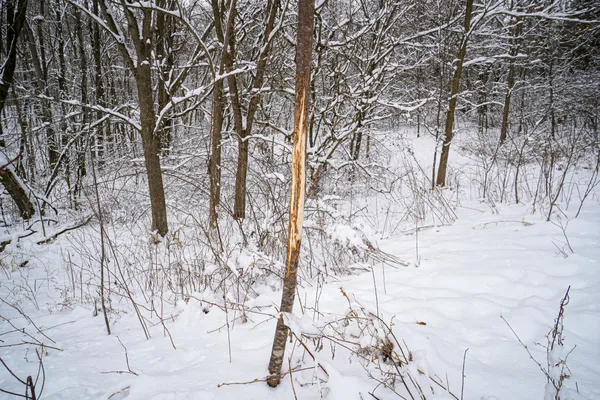 $325,000 | 0 Lovers Lane, Elroy, WI 53929