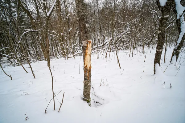 $325,000 | 0 Lovers Lane, Elroy, WI 53929