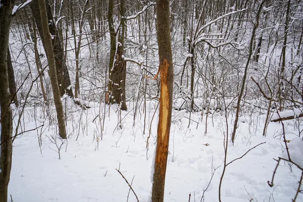 $325,000 | 0 Lovers Lane, Elroy, WI 53929