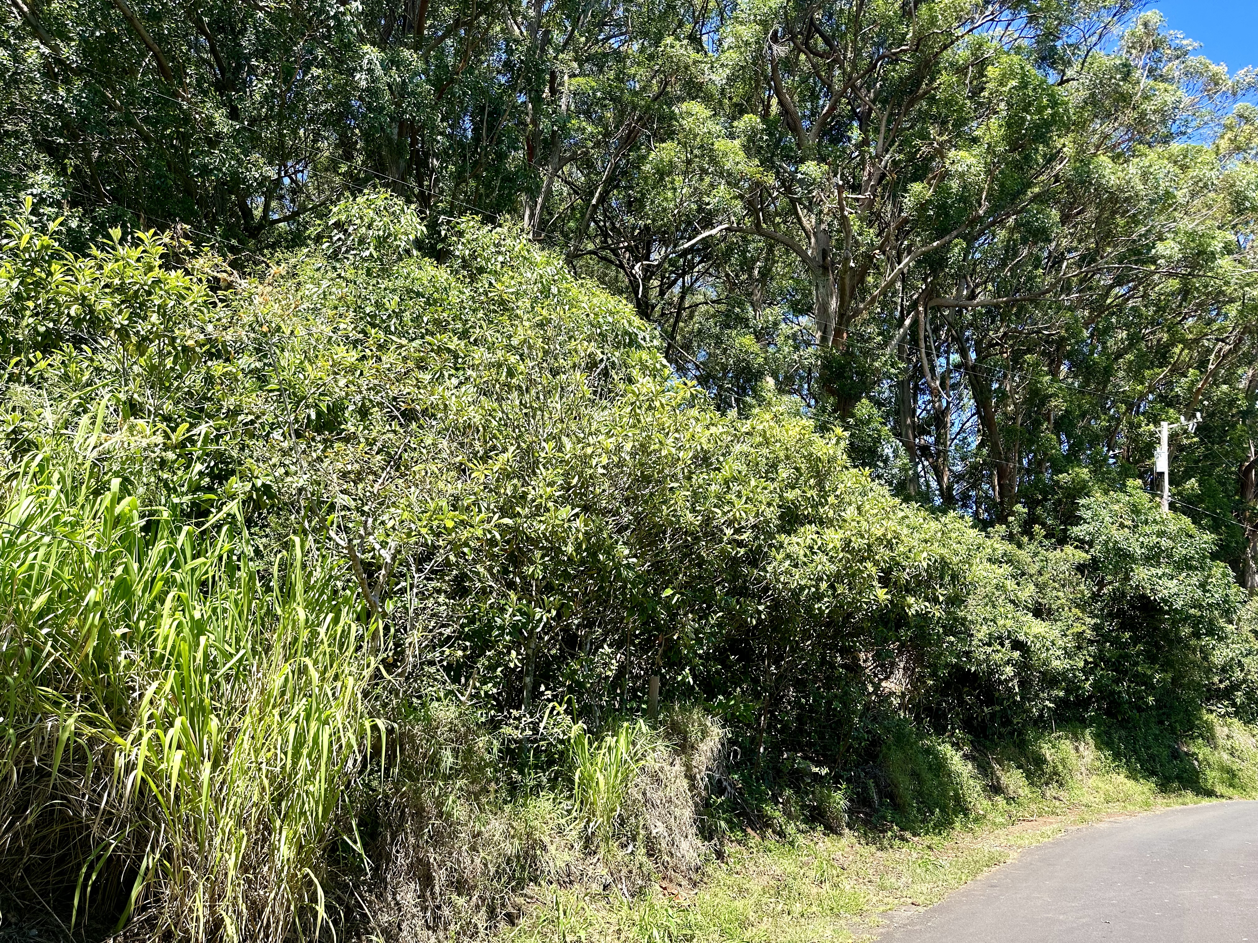 6 Kaapahu Road Paauilo, HI 96776 - Photo 2 of 2 Gallery Image 2