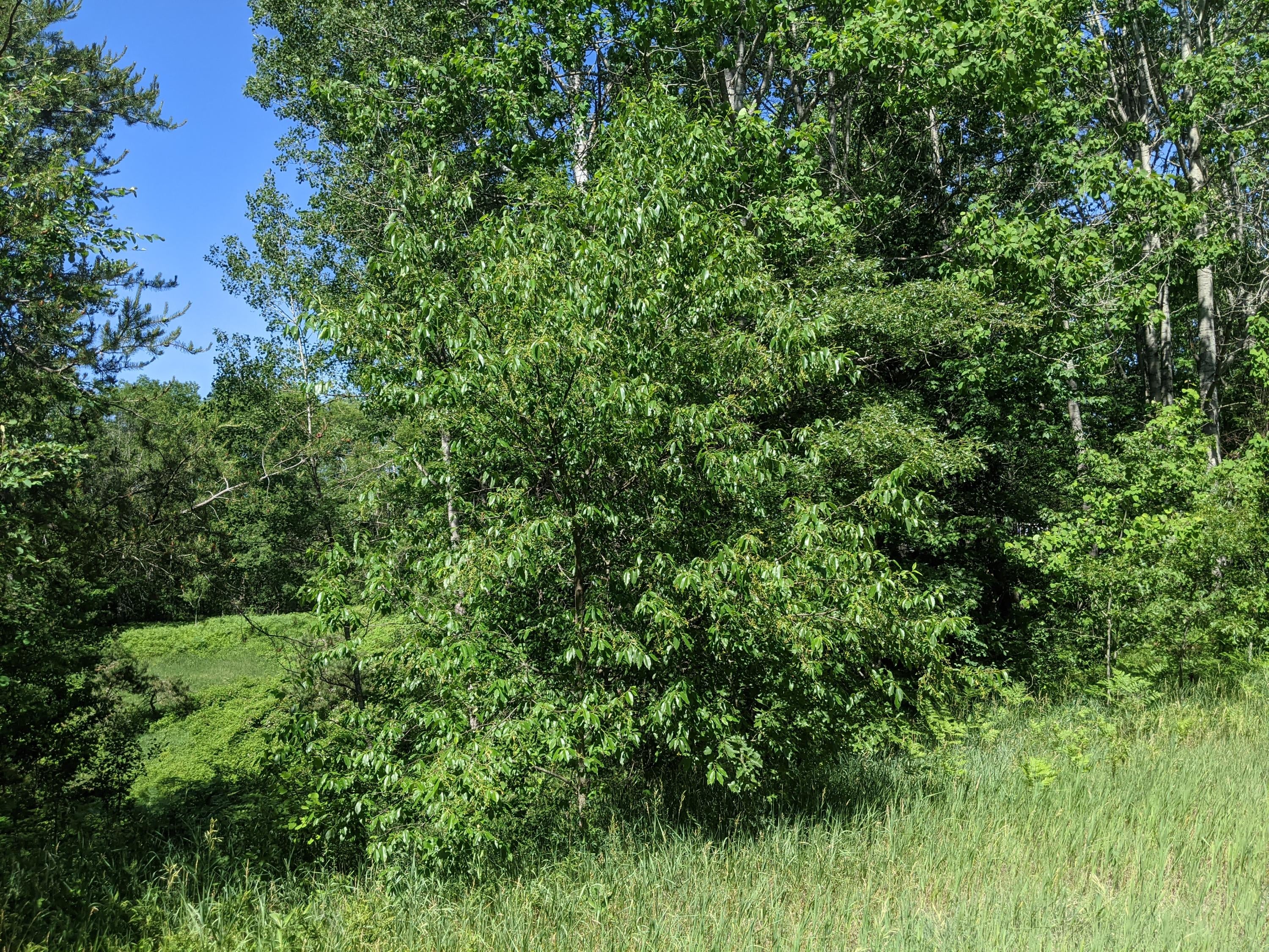 5169 Valleywood Road Lewiston, MI 49756 - Photo 109 of 111 Gallery Image 109
