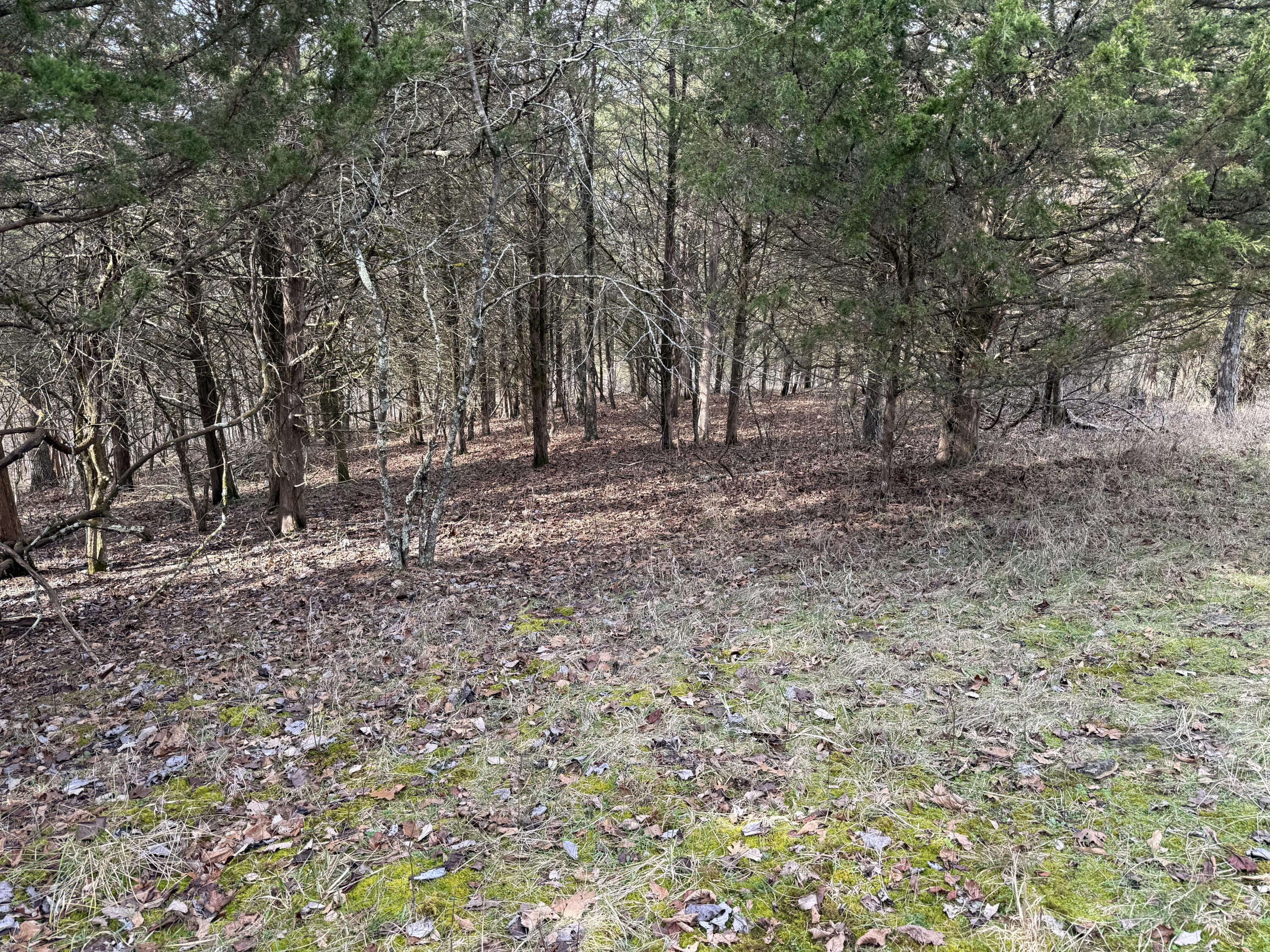 0 Mattox Road Falmouth, KY 41040 - Photo 6 of 19