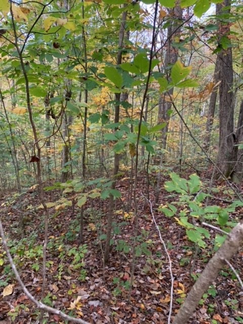 0 Brewer Road Crossville, TN 38572 - Photo 7 of 9 Gallery Image 7