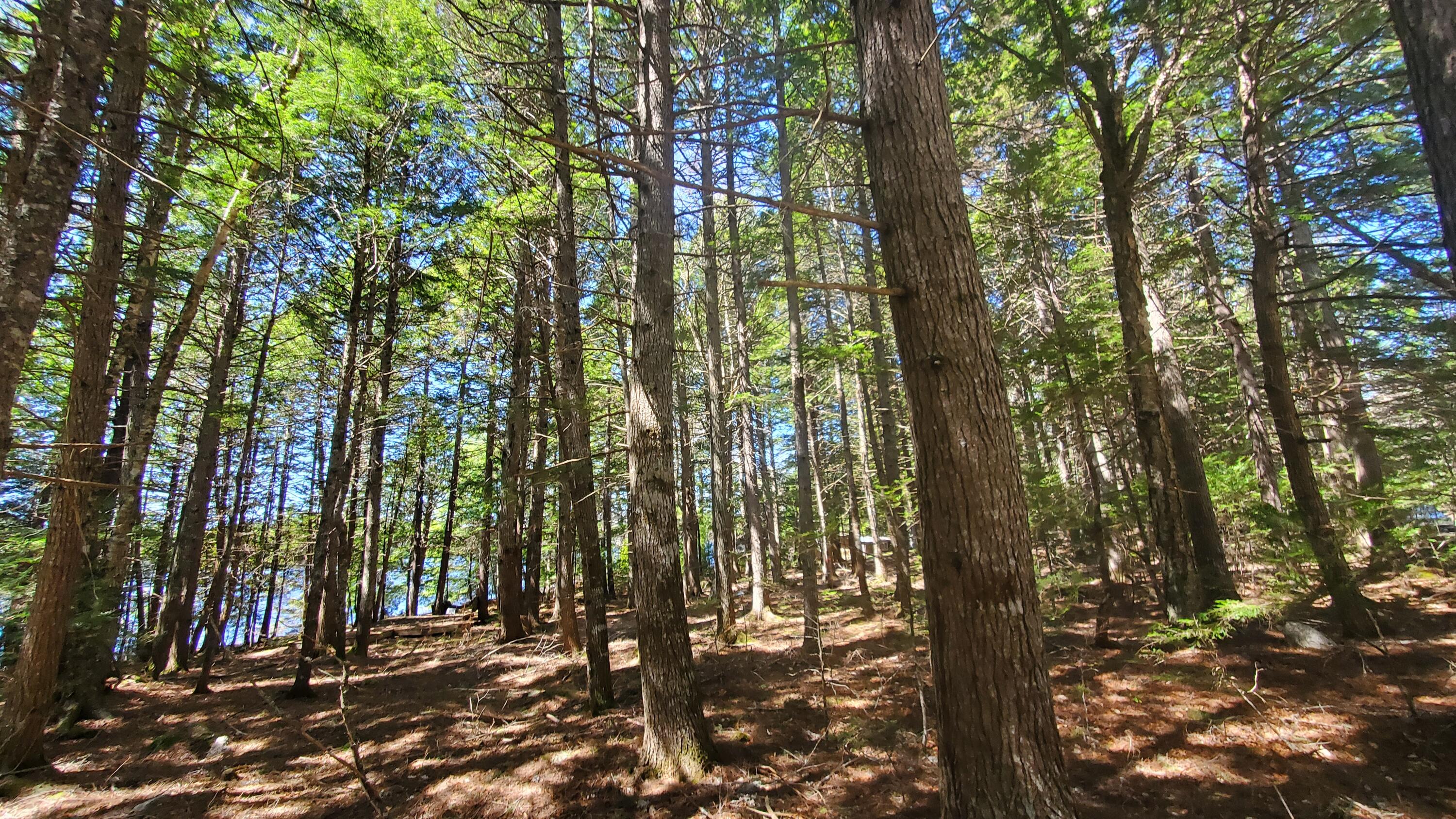 307 Lakeville Shores Road Lakeville, ME 04487 - Photo 27 of 39 20250430_113418