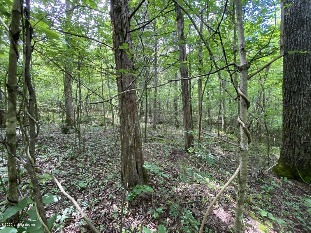 560 River Road Clarkson, KY 42726 - Photo 8 of 24 12 Acres Nolin River71