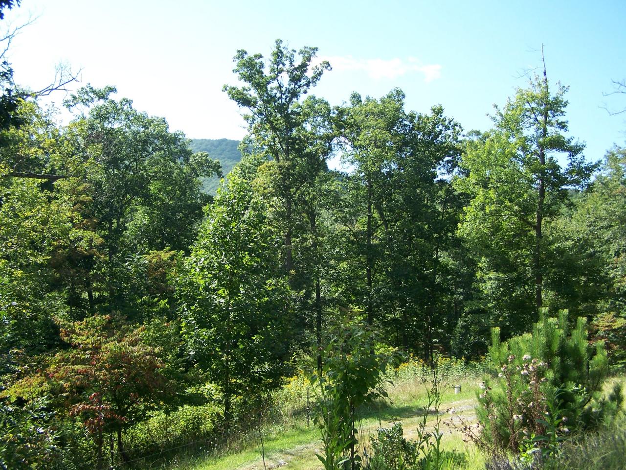 2655 Lees Gap Road Fincastle, VA 24090 - Photo 35 of 37 Distant Views