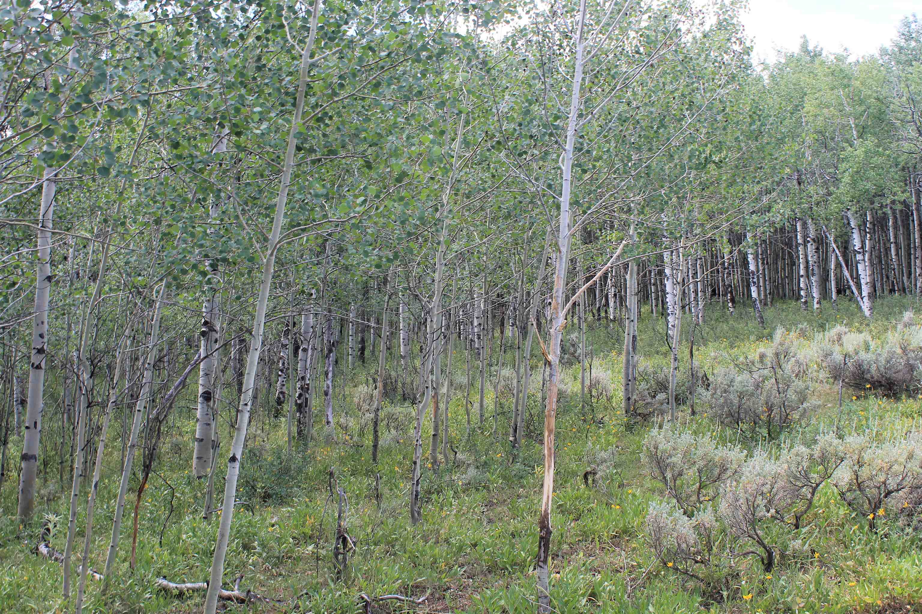 0 County Road 305 Kemmerer, WY 83101 - Photo 17 of 50