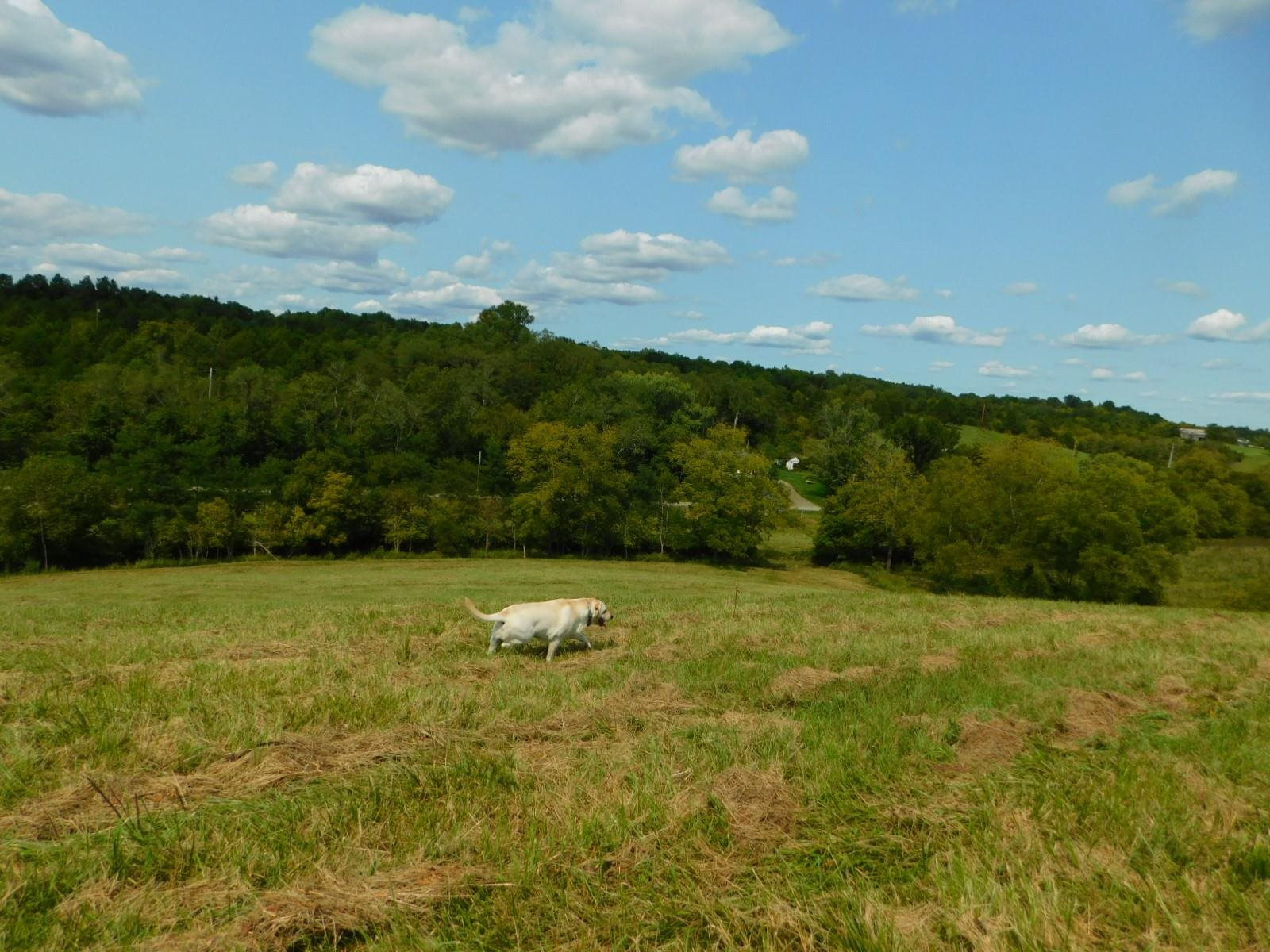 0 Scaffold Lick Creek Road Berry, KY 41003 - Photo 17 of 22 Gallery Image 17