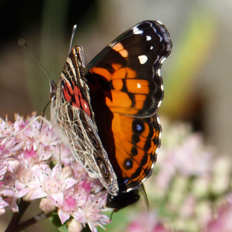 10 Chase Mill Road Limington, ME 04049 - Photo 135 of 155 rare monarch butterfly