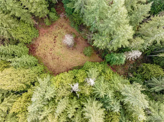 a view of a lush green forest with lush green forest