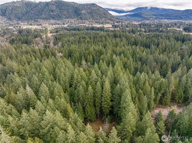 a view of a lush green forest with lush green forest