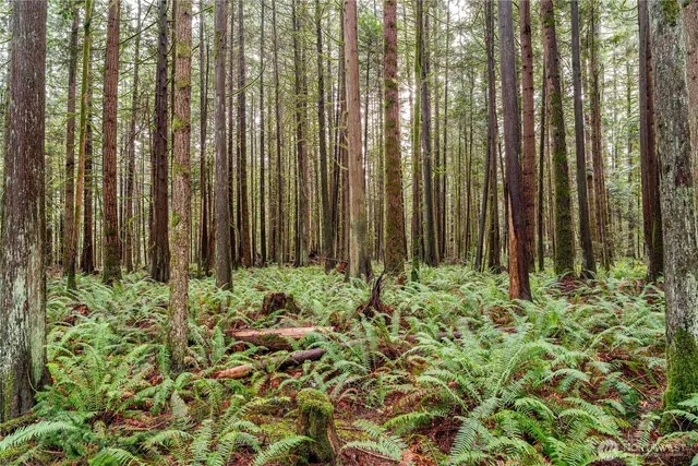 a view of a garden with a plant