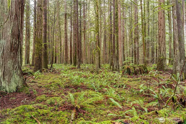 a backyard of a house with lots of trees
