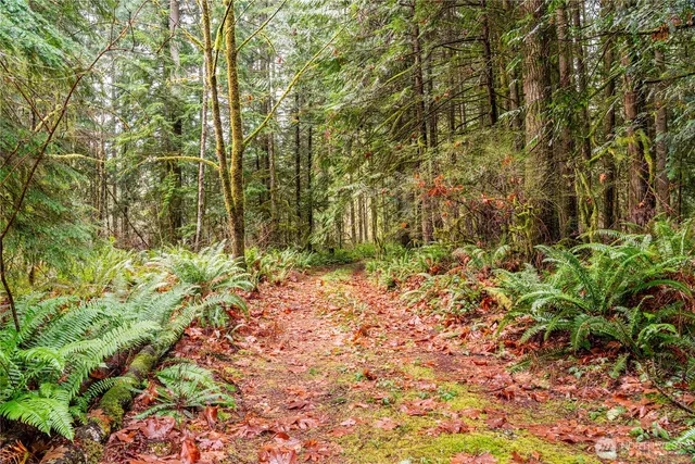 a view of a yard with plants and tree