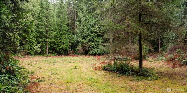 a view of a yard with trees
