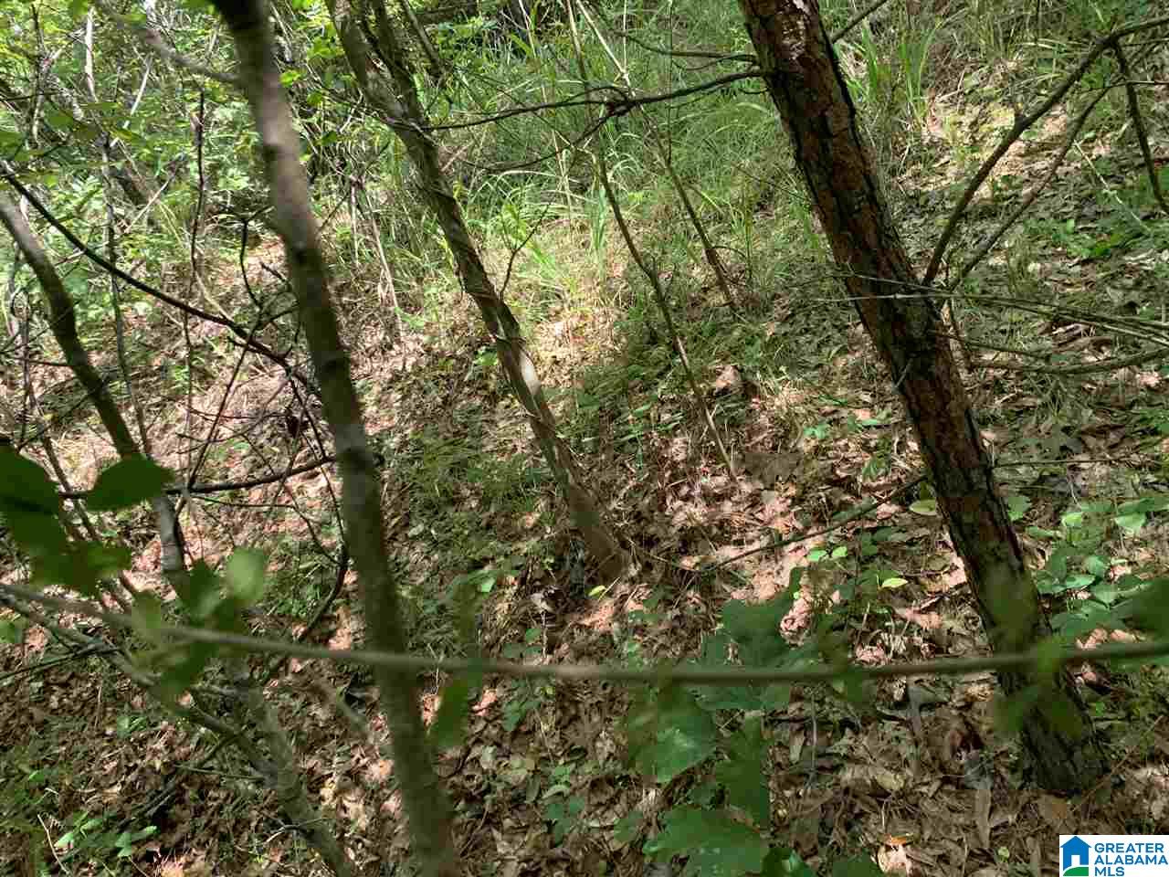 675 Feddisburg Road, Unit 1 Alpine, AL 35014 - Photo 3 of 7