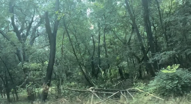 a view of a lush green forest