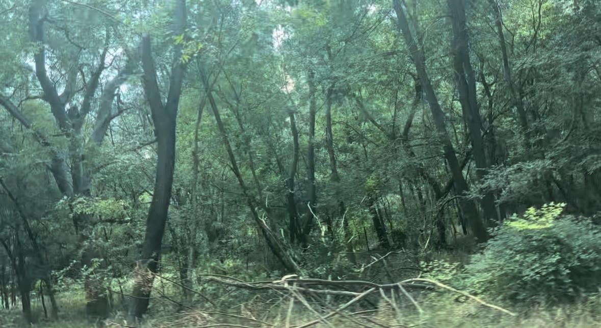 a view of a lush green forest