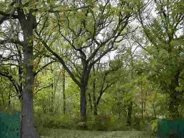 9209 West Wire Road Winslow, IL 61089 - Photo 9 of 9 a view of forest