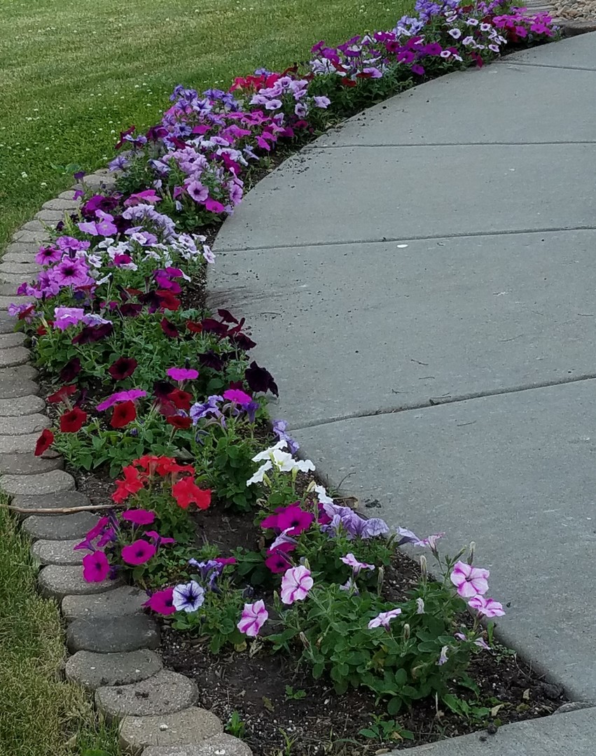 12027 Lisbon Road Newark, IL 60541 - Photo 28 of 29 a view of a flower in a garden