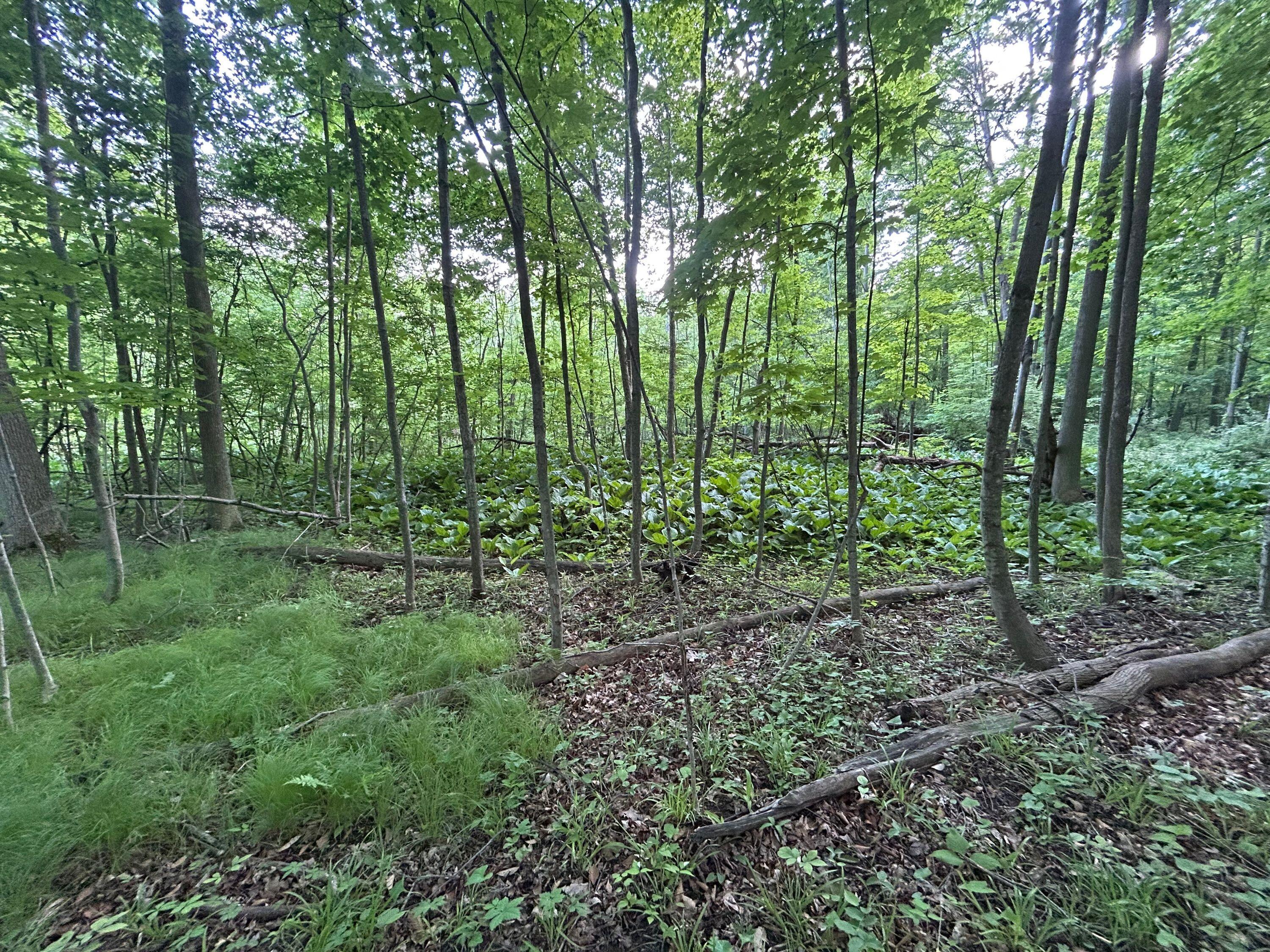 15300 Rome Road Manitou Beach, MI 49253 - Photo 19 of 59 IMG_2960