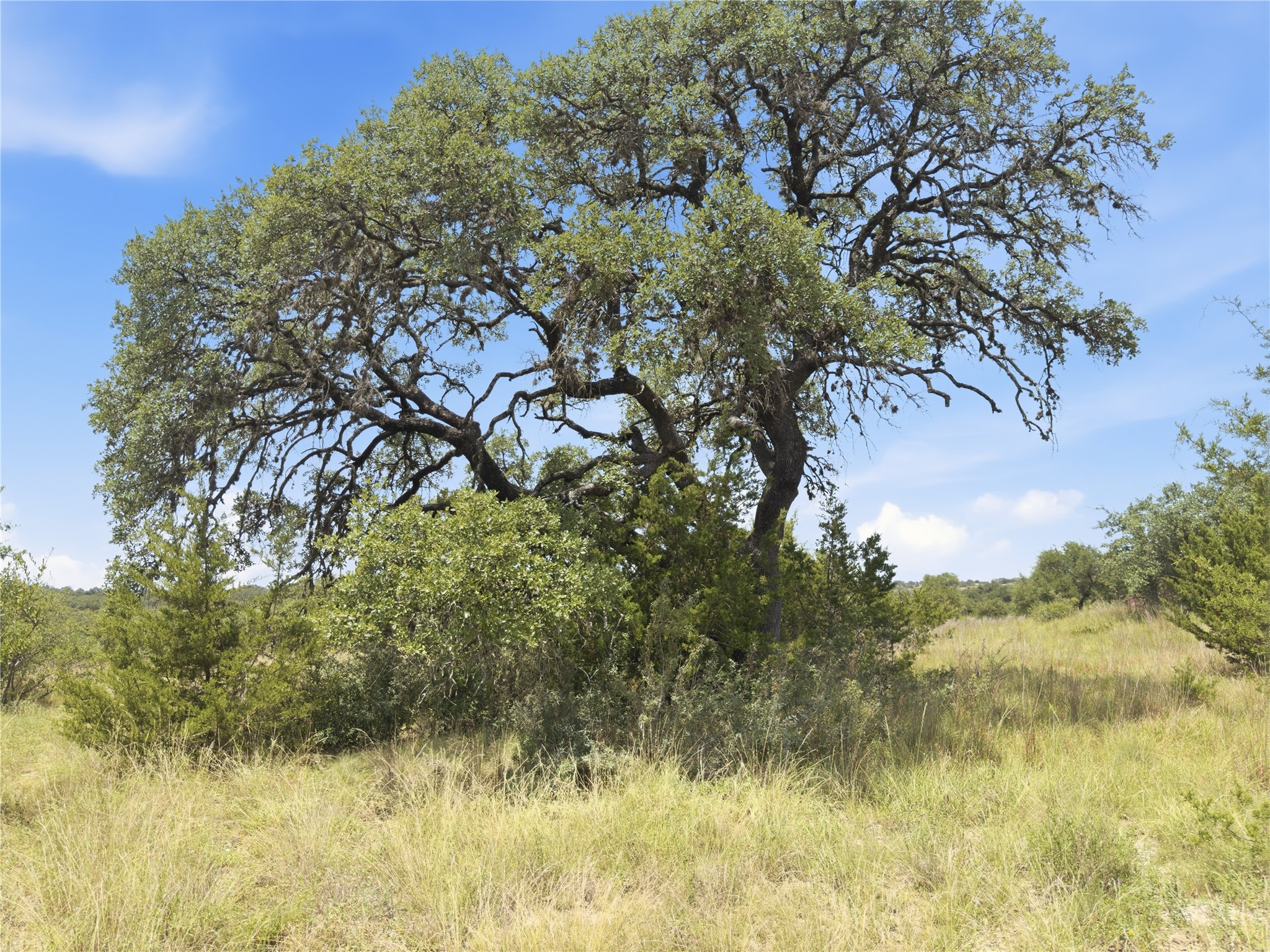 963 Summit Ridge Trail Johnson City, TX 78636 - Photo 4 of 30 Mature trees and native grasses adorn this sprawling, natural landscape.