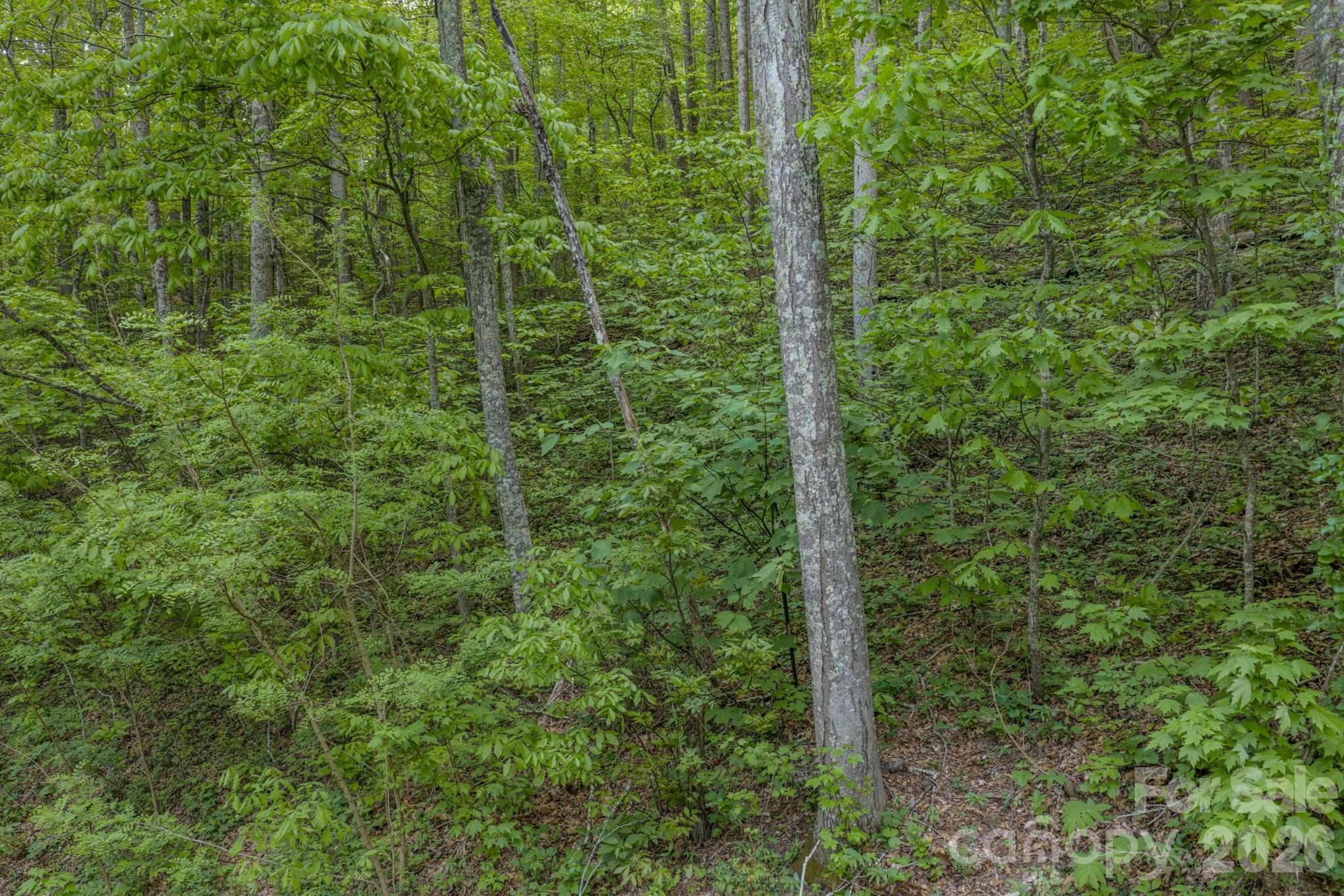 259 Mockingbird Road, Unit 1 Swannanoa, NC 28778 - Photo 18 of 25 a view of a forest