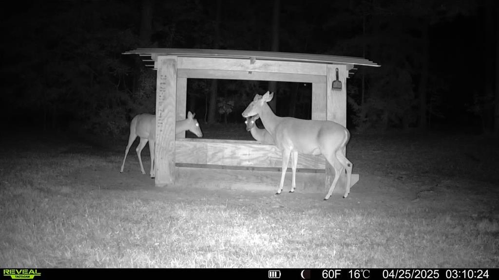 17961 Munnerlyn Chapel Road Ida, LA 71044 - Photo 22 of 29