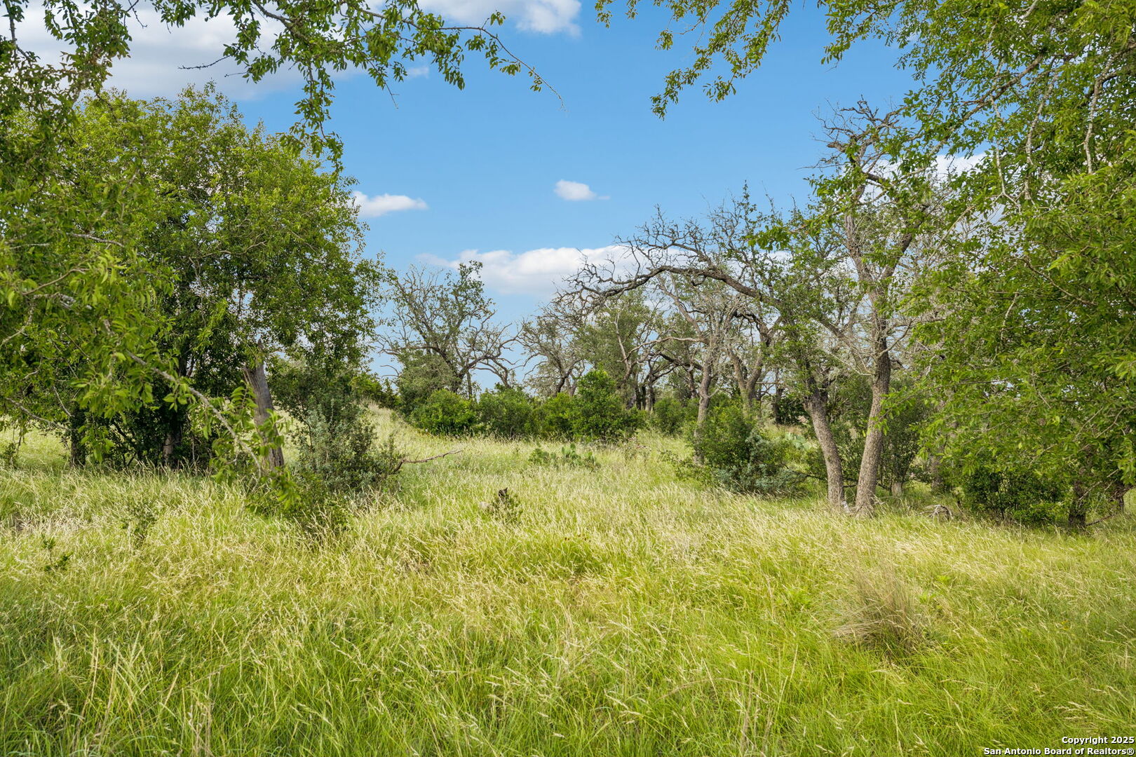 0 Seep Springs Drive Center Point, TX 78010 - Photo 30 of 50 a view of a yard with plants and large trees