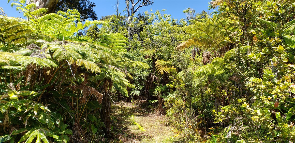 138 Liko Lehua Road Volcano, HI 96785 - Photo 1 of 20 Gallery Image 1
