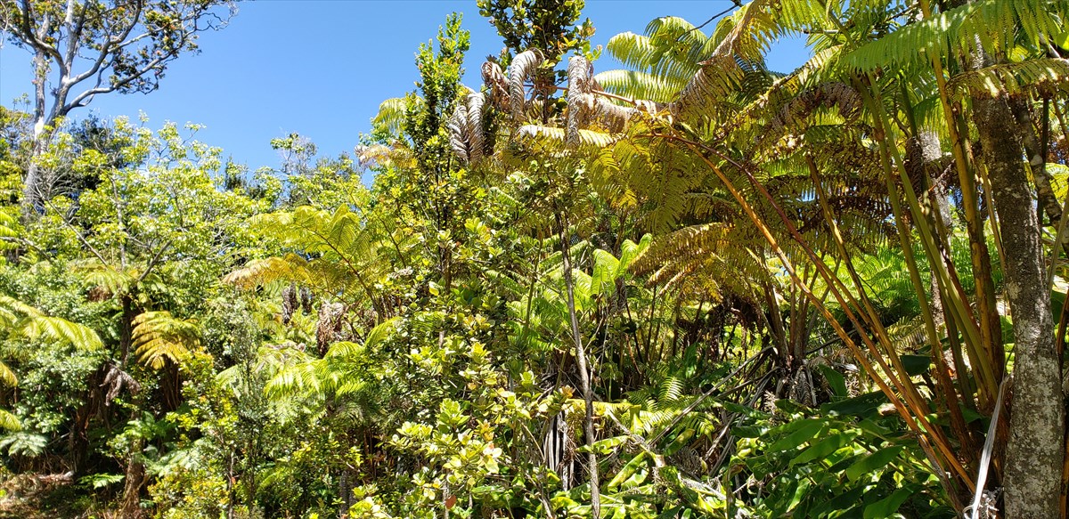 138 Liko Lehua Road Volcano, HI 96785 - Photo 2 of 20 Gallery Image 2