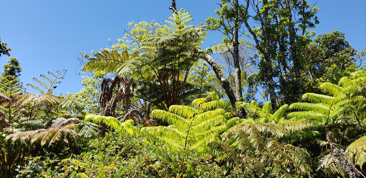 138 Liko Lehua Road Volcano, HI 96785 - Photo 4 of 20 Gallery Image 4