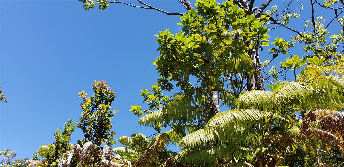 138 Liko Lehua Road Volcano, HI 96785 - Photo 5 of 20 Gallery Image 5