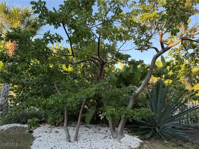 a view of a flower in a garden