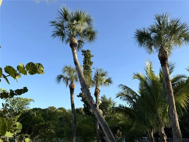a palm tree sitting in front of a palm tree