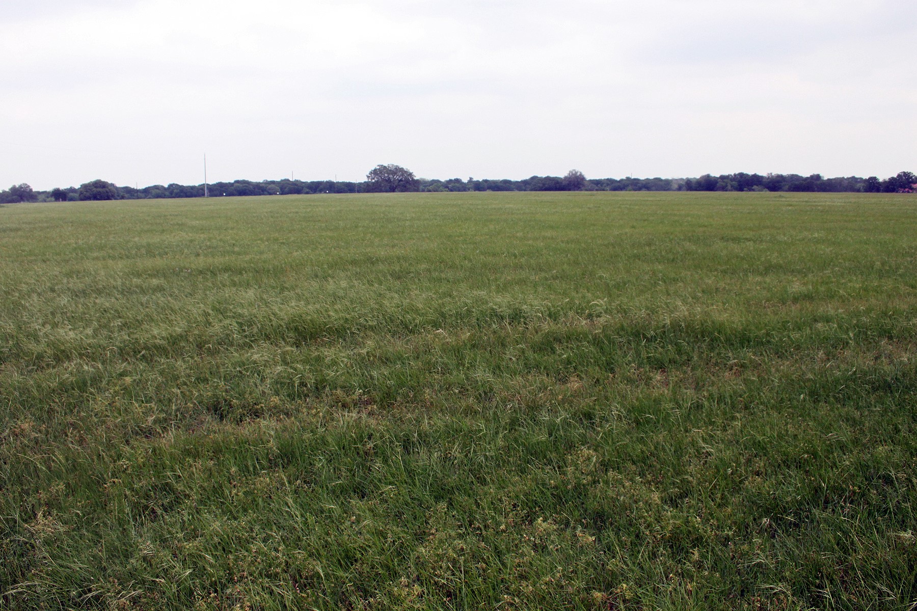 0 Brushy Branch Road Lockhart, TX 78644 - Photo 15 of 19 An expansive green field awaits, bordered by a distant treeline under an open sky.