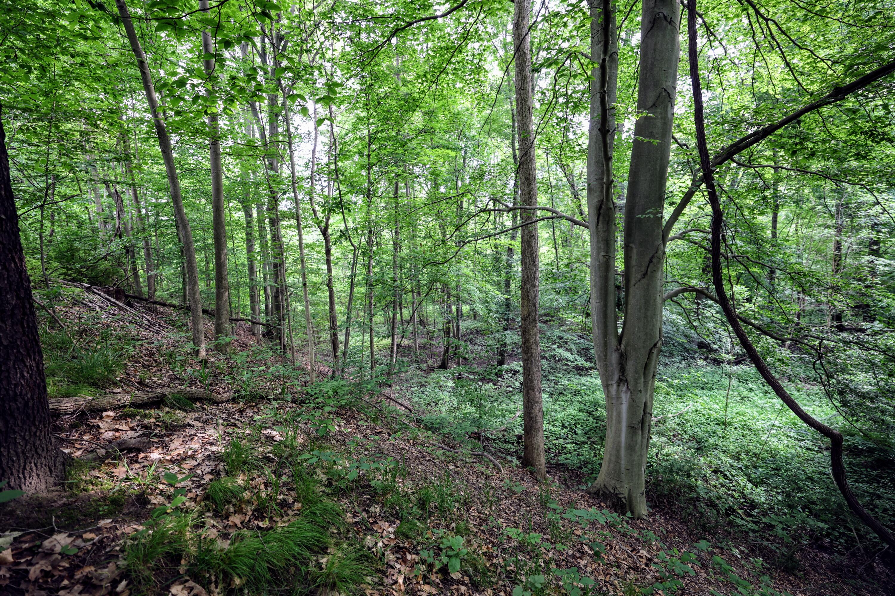 Vl Black River Road Bangor, MI 49013 - Photo 29 of 54 29