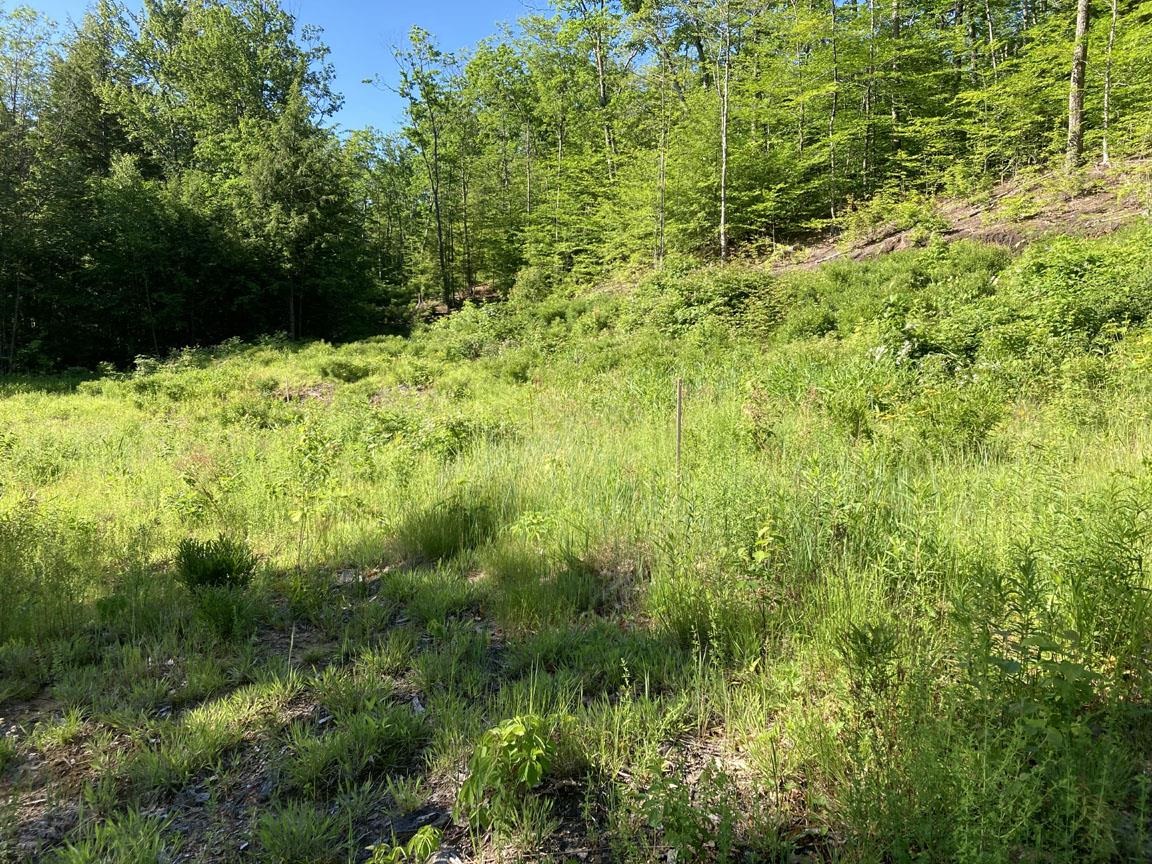 95 Seven Pines Road Holderness, NH 03245 - Photo 11 of 16