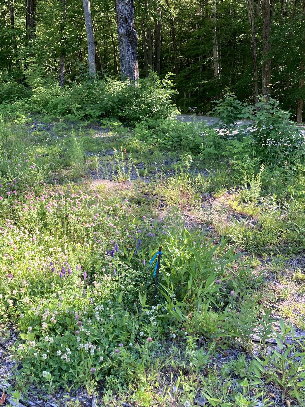 95 Seven Pines Road Holderness, NH 03245 - Photo 4 of 16
