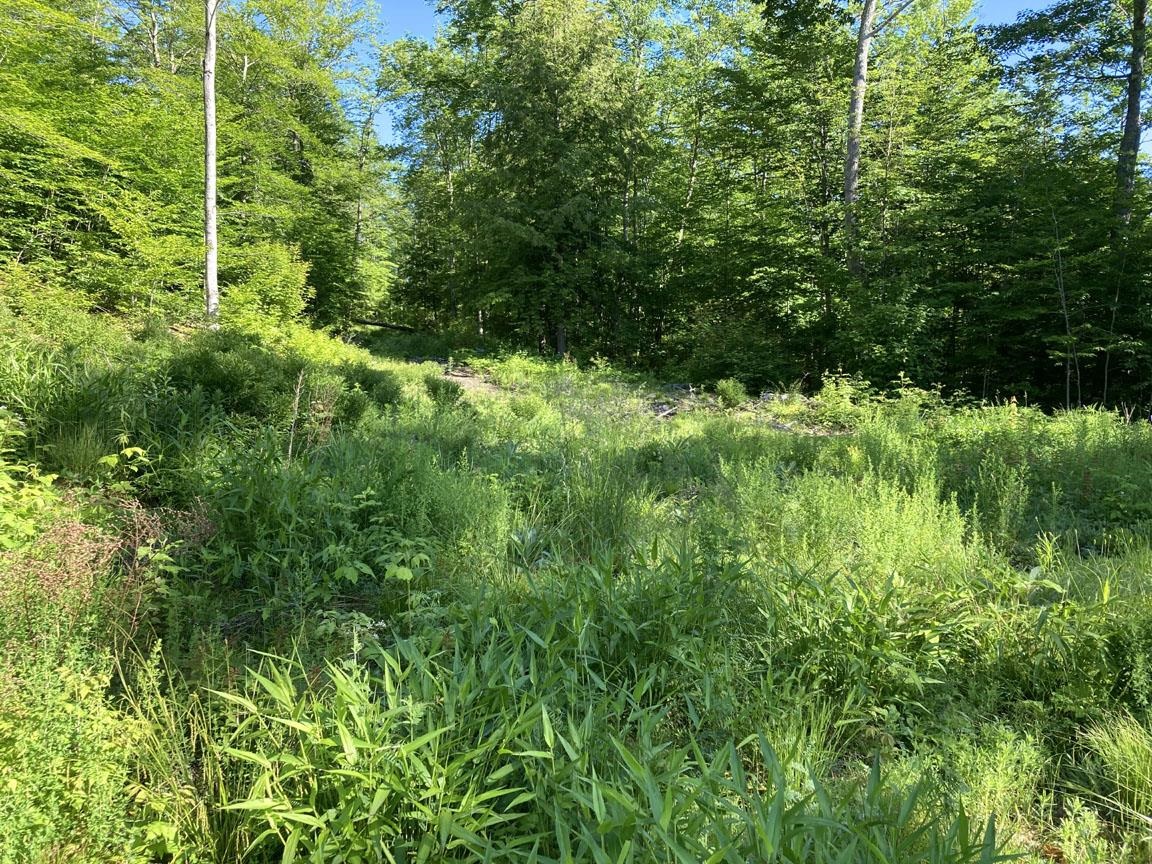 95 Seven Pines Road Holderness, NH 03245 - Photo 9 of 16