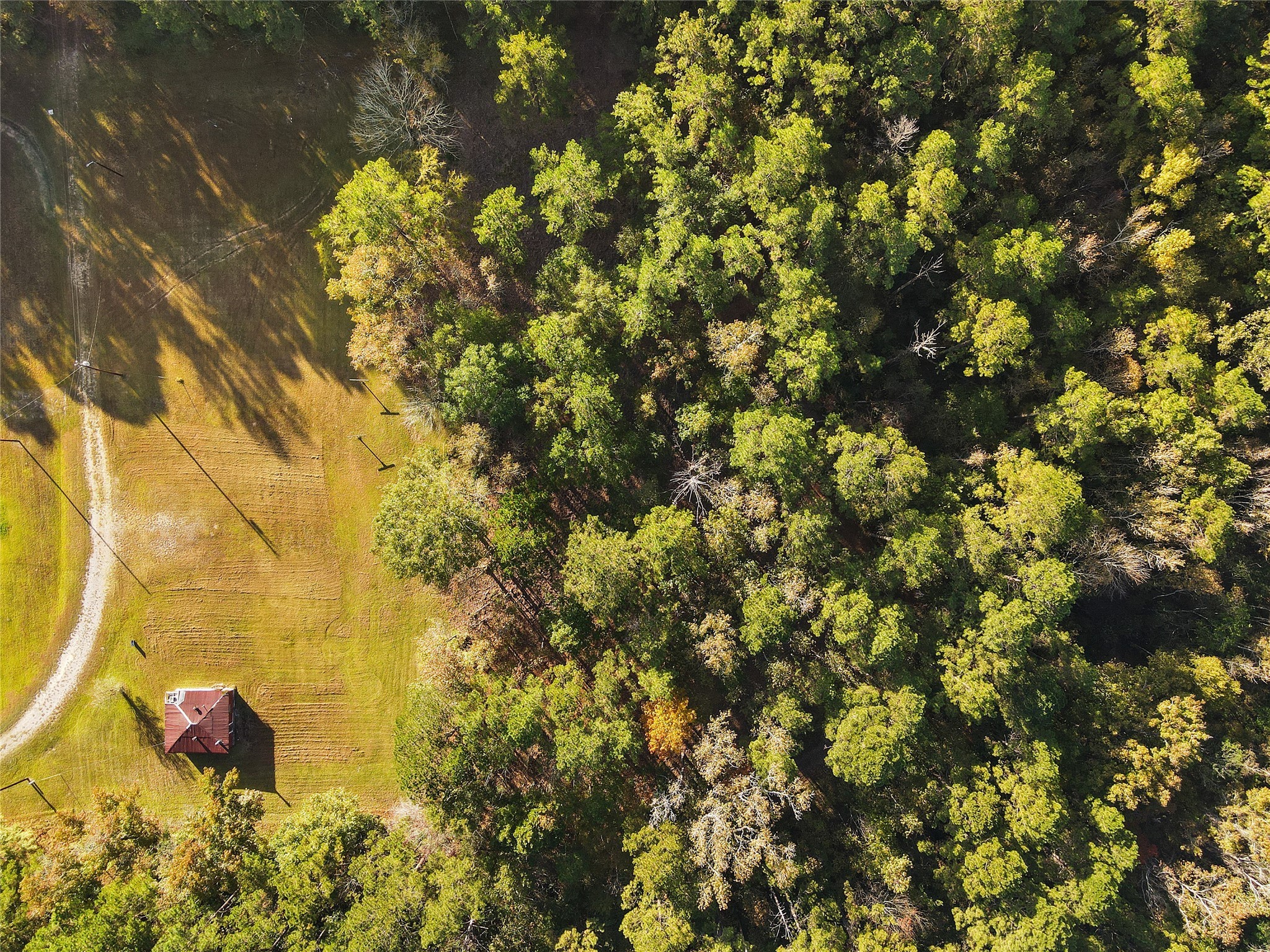 Tbd Jordan Road Point Blank, TX 77364 - Photo 4 of 7 a view of a tree with a tree