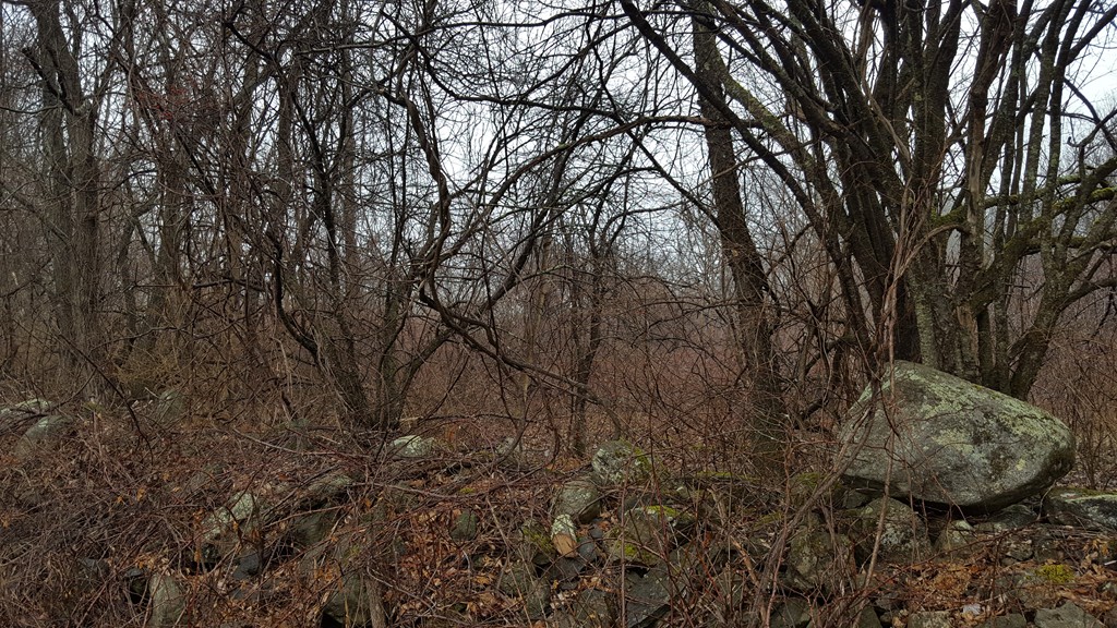 Gallery Image 7