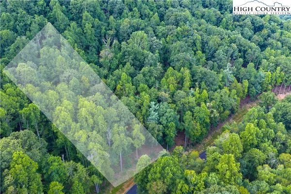 a view of a lush green forest with large trees
