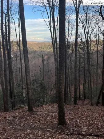 a view of a backyard with large trees