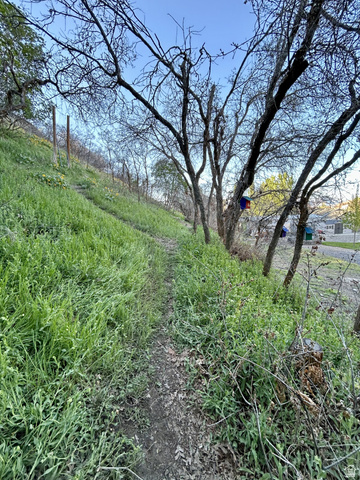 387 North Loafer Canyon Road Payson, UT 84651 - Photo 81 of 94 Sloping terrain featuring a defined dirt path bordered by green foliage