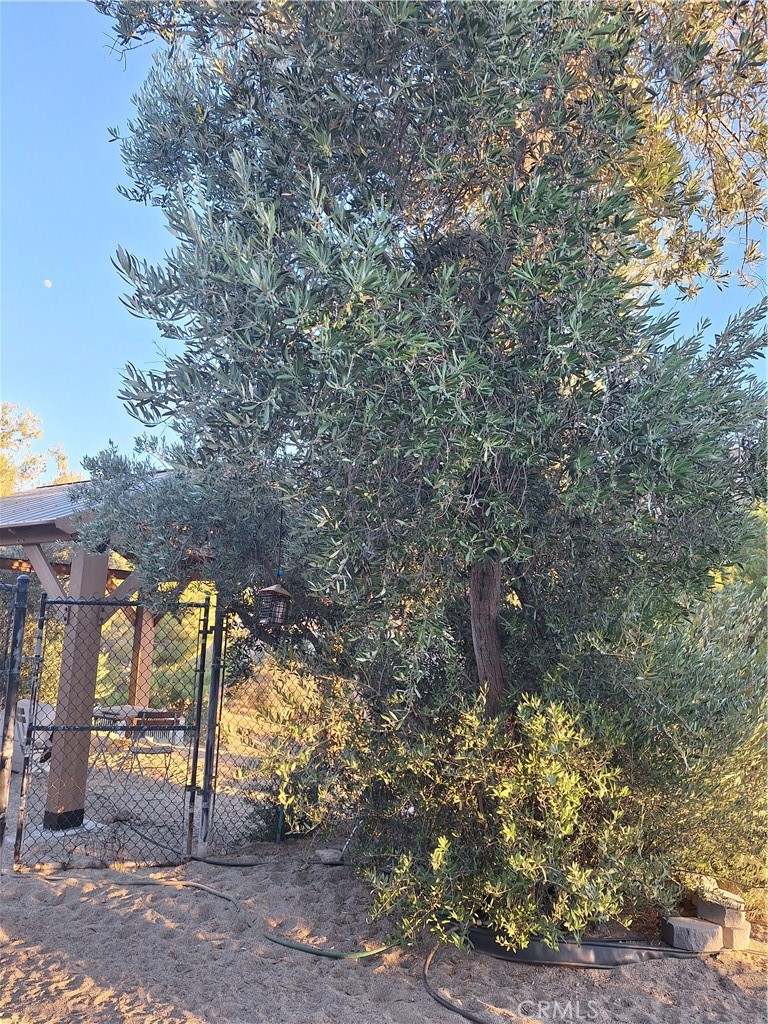 31312 Indian Oak Road Acton, CA 93510 - Photo 29 of 48 Mature trees gated/fenced area 2