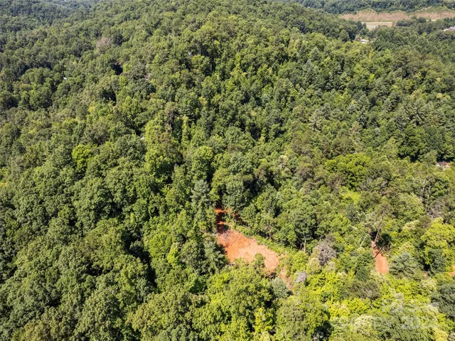 a view of a big yard with plants and large trees