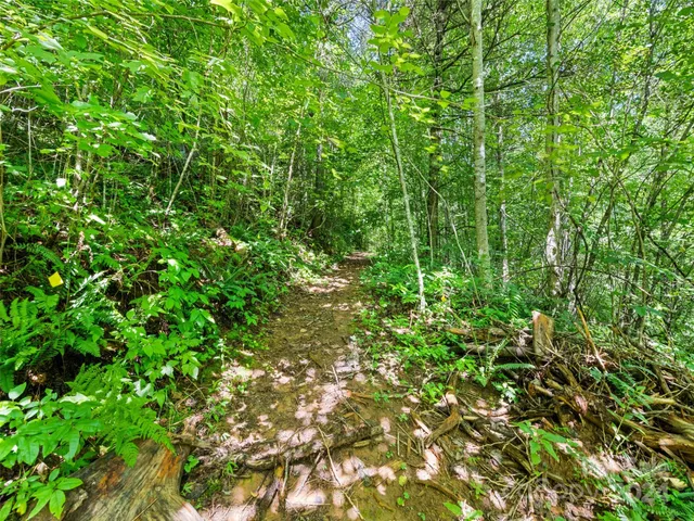 a view of a lush green forest