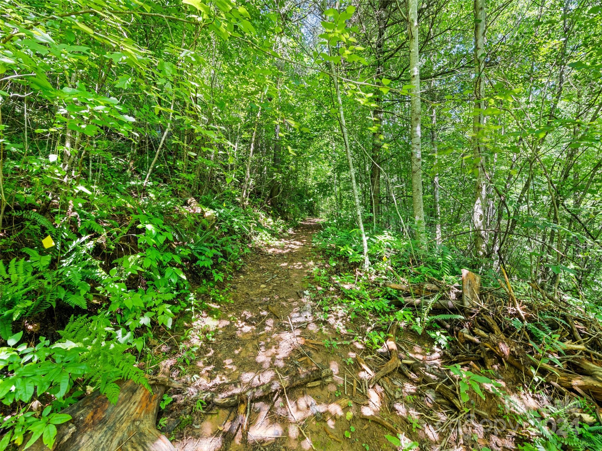 0 Ashe Loop Road Sylva, NC 28779 - Photo 3 of 23 a view of a lush green forest