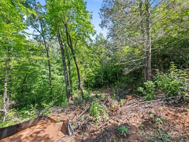 a view of a forest with trees in the background
